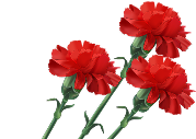 Рисунок гвоздик