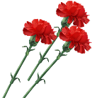 Рисунок гвоздик